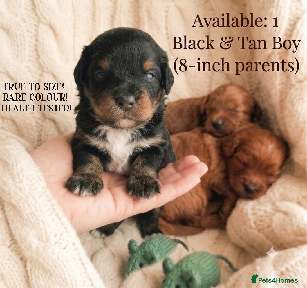 Maltipoo dogs HEALTH TESTED ASIAN F1B True Toy Maltipoo Puppies - Advert 11