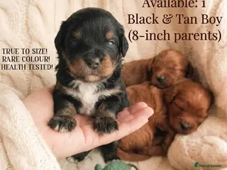 Maltipoo dogs HEALTH TESTED ASIAN F1B True Toy Maltipoo Puppies - Advert 11