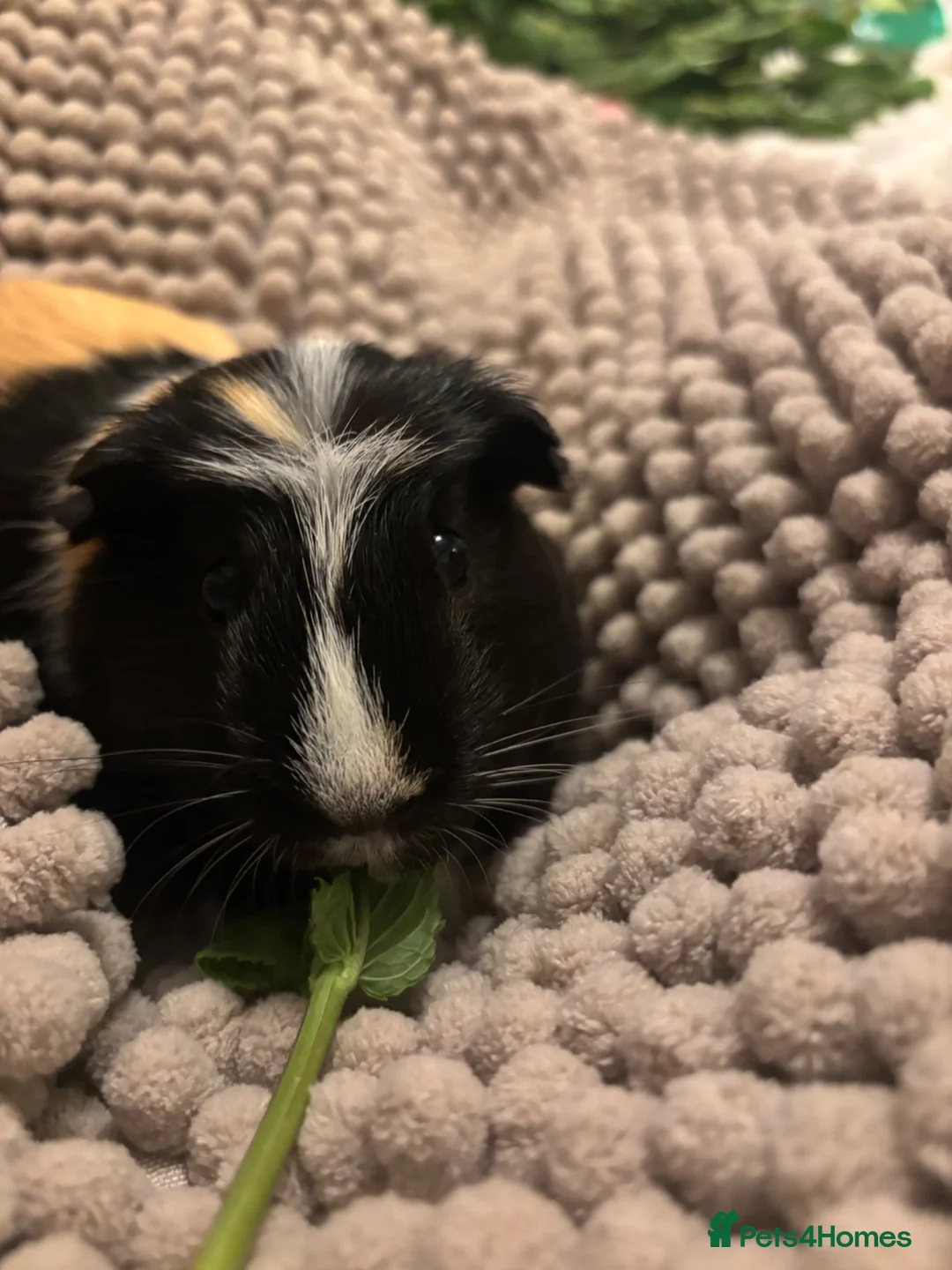 Guinea Pig rodents for sale: 2 Male Guinea pigs for adoption bonded - Advert 2