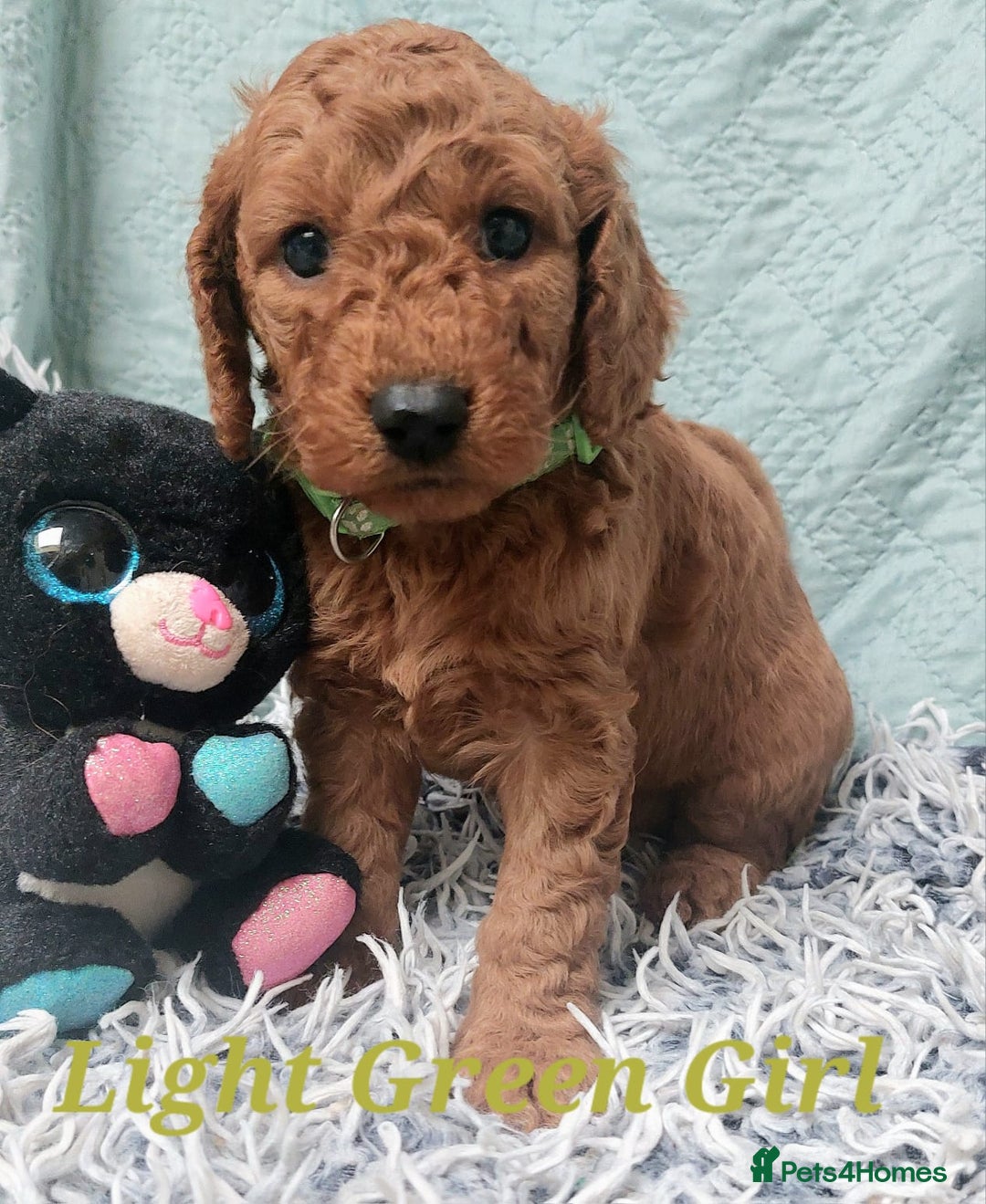 Cockapoo dogs for sale: Happy,healthy pups,F1b cockapoo,DNA tested parents - Advert 7