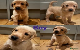 Goldador dogs for sale: Goldador puppies, Labrador x Golden Retiever  - Image 4