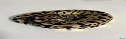 Python Snake reptiles for sale: Mixed Ball Python Sale - Advert 3