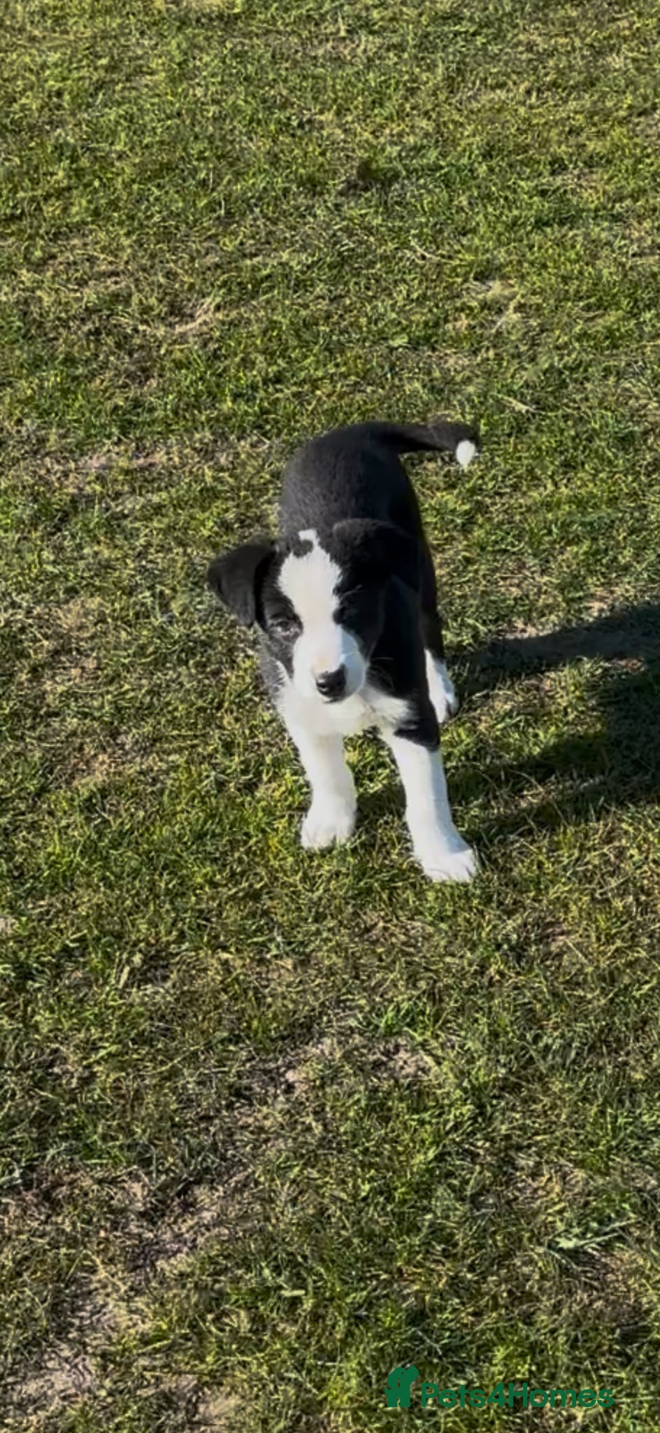 Border Collie dogs Border Collie Pups - Advert 2