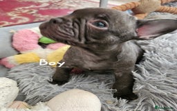 French Bulldog dogs for sale: Absolutely stunning chunky frenchbulldog puppies  - Image 6