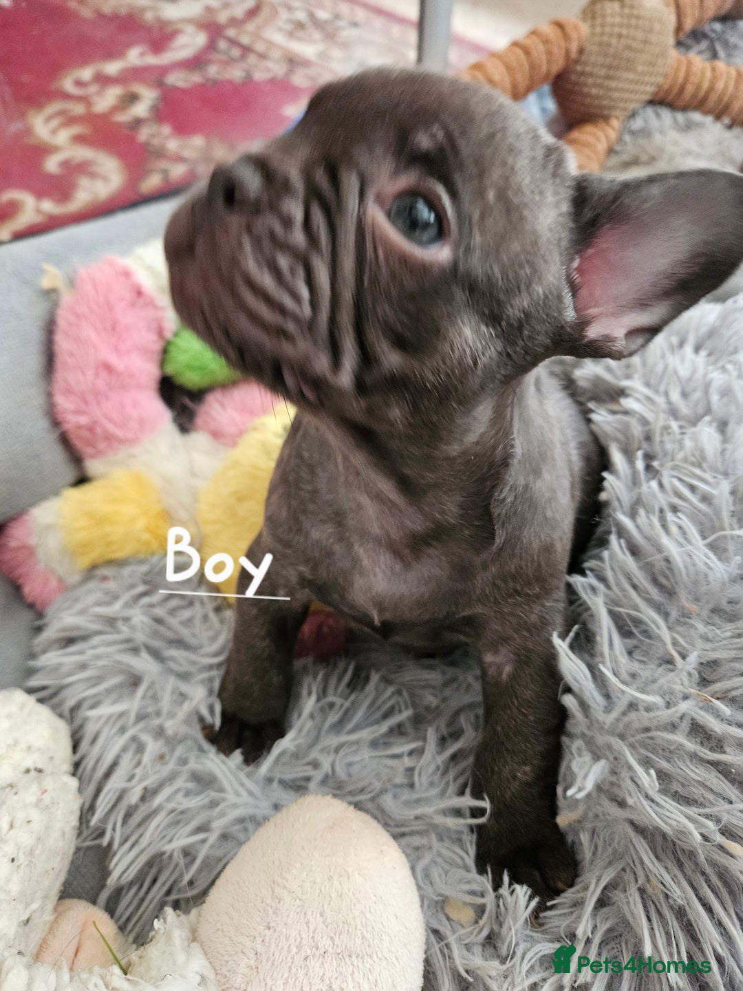 French Bulldog dogs for sale: Absolutely stunning chunky frenchbulldog puppies  - Image 6
