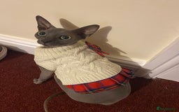 Sphynx cats for sale: 2 Year Old Sphynx Girl for Rehoming - Image 4