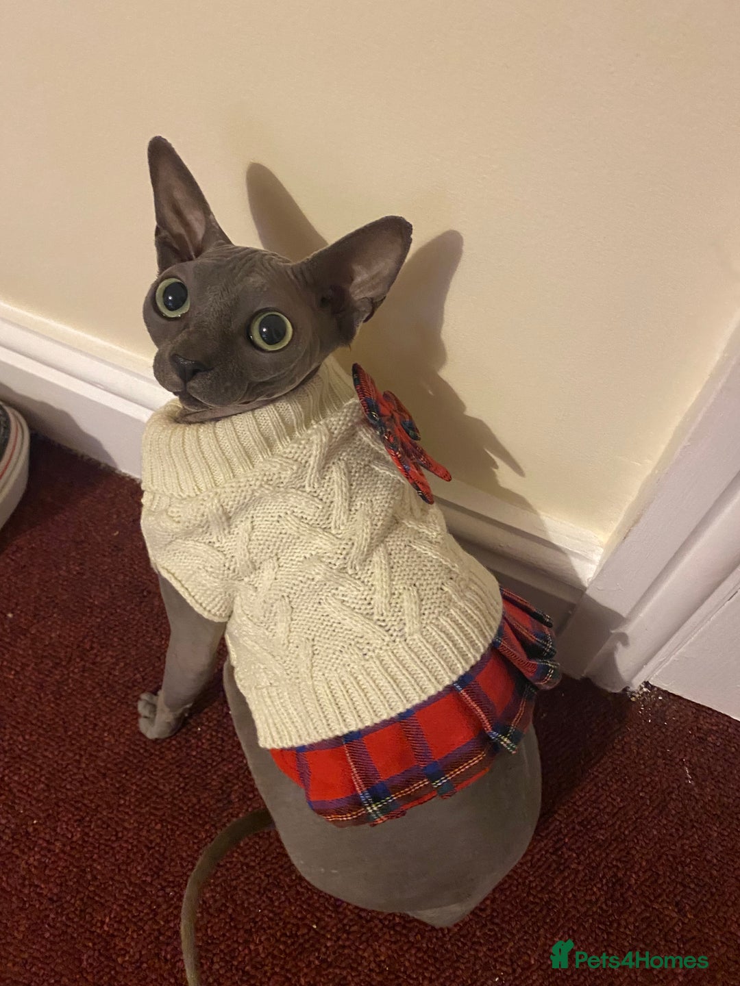 Sphynx cats for sale: 2 Year Old Sphynx Girl for Rehoming - Image 4