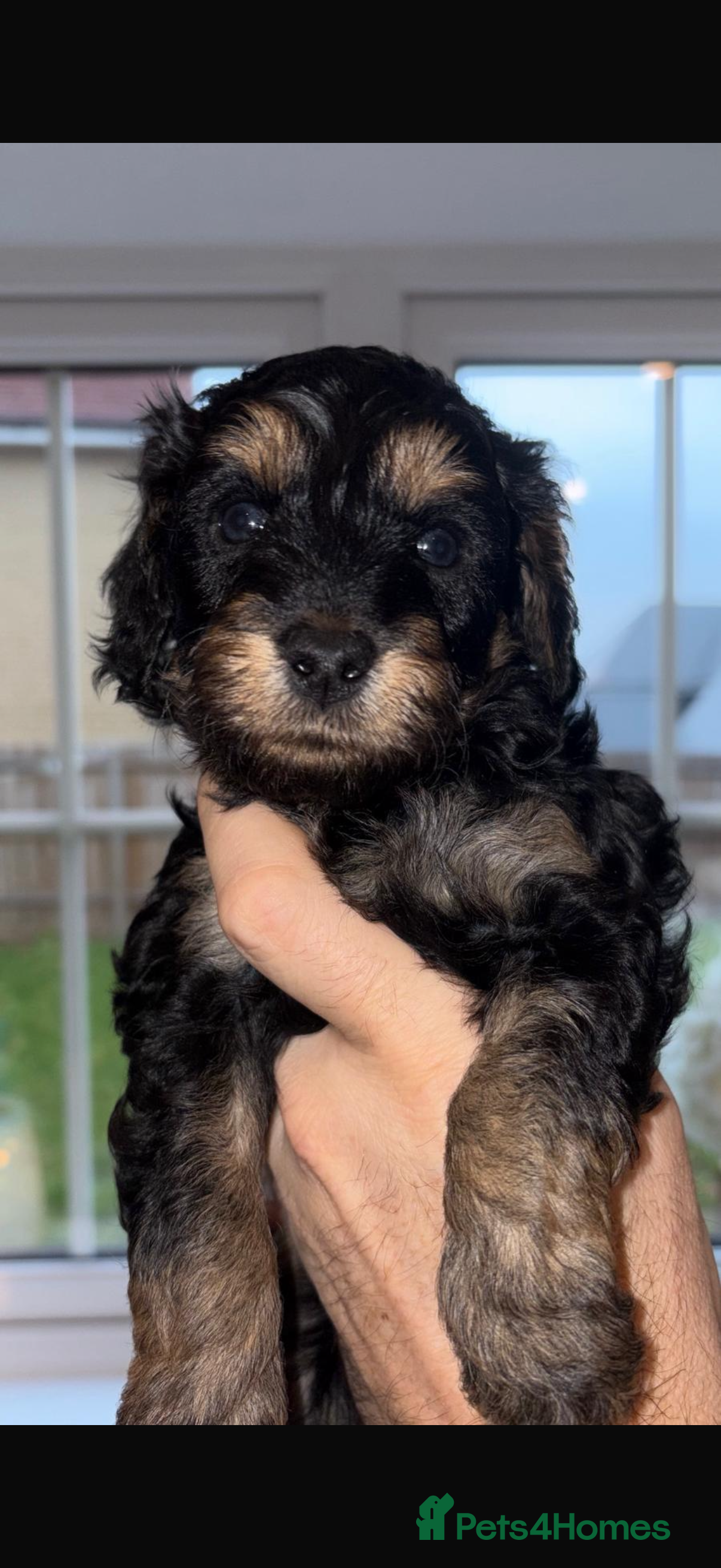 Cavapoo dogs F1 B Cavapoo’s - Advert 3