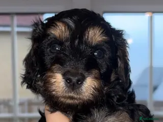 Cavapoo dogs F1 B Cavapoo’s - Advert 3