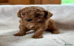 Miniature Poodle dogs for sale: Stunning KC Registered Tiny Red Miniature Poodles - Image 1
