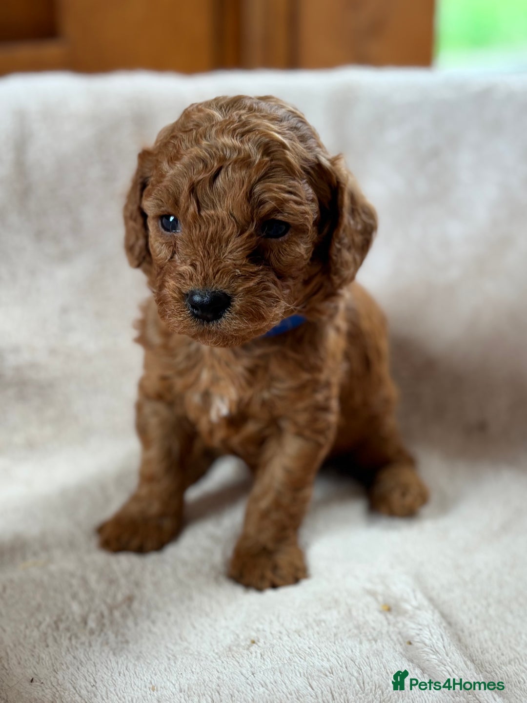Miniature Poodle dogs for sale: Stunning KC Registered Tiny Red Miniature Poodles - Image 1