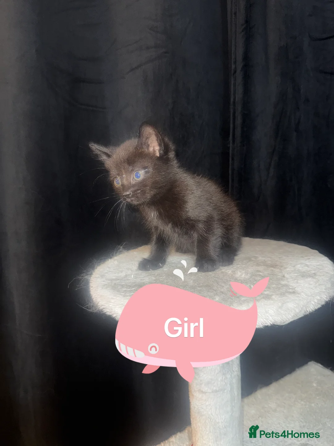 Mixed Breed cats for sale: Beautiful Chucky kittens for sale  - Advert 11