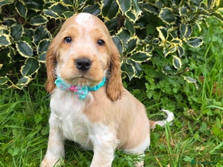 Cocker Spaniel dogs - Advert 1