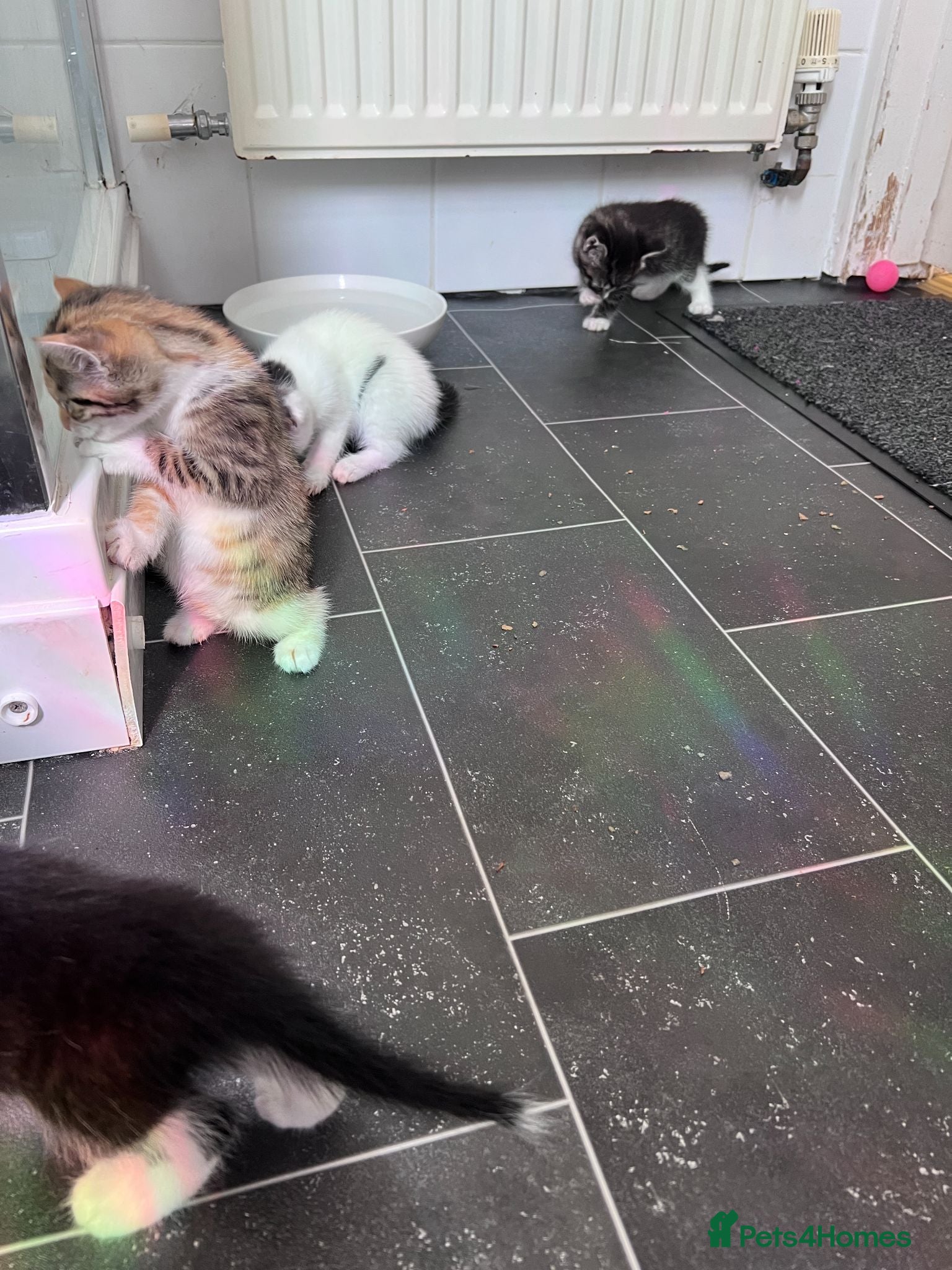 Mixed Breed cats Every Colour Imaginable! Bo's blue-eyed Beauties - Advert 15