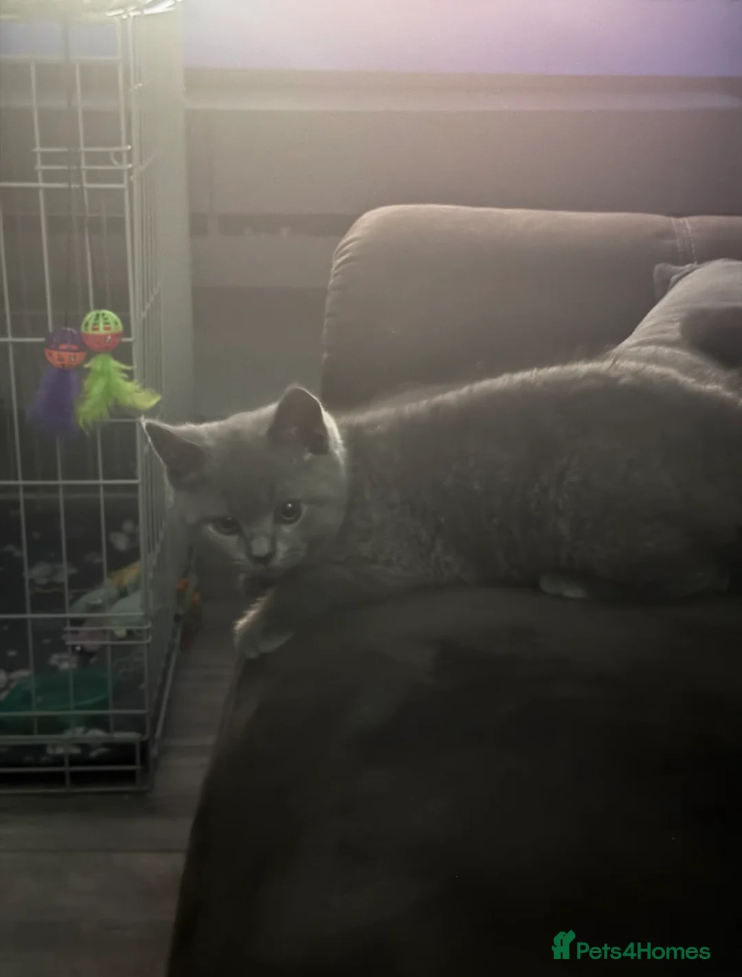 British Shorthair cats for sale: Cutie male British Shorthair - Advert 2