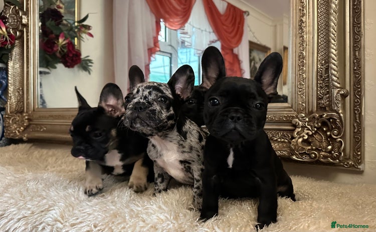 French Bulldog dogs - Advert 3