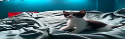 Mixed Breed cats for sale: 4 kitten looking for lovely home  - Advert 11