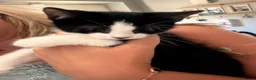 Mixed Breed cats for sale: 3 kittens for sale  - Advert 11