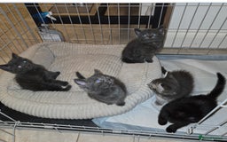 Mixed Breed cats for sale: Kittens  - Image 1