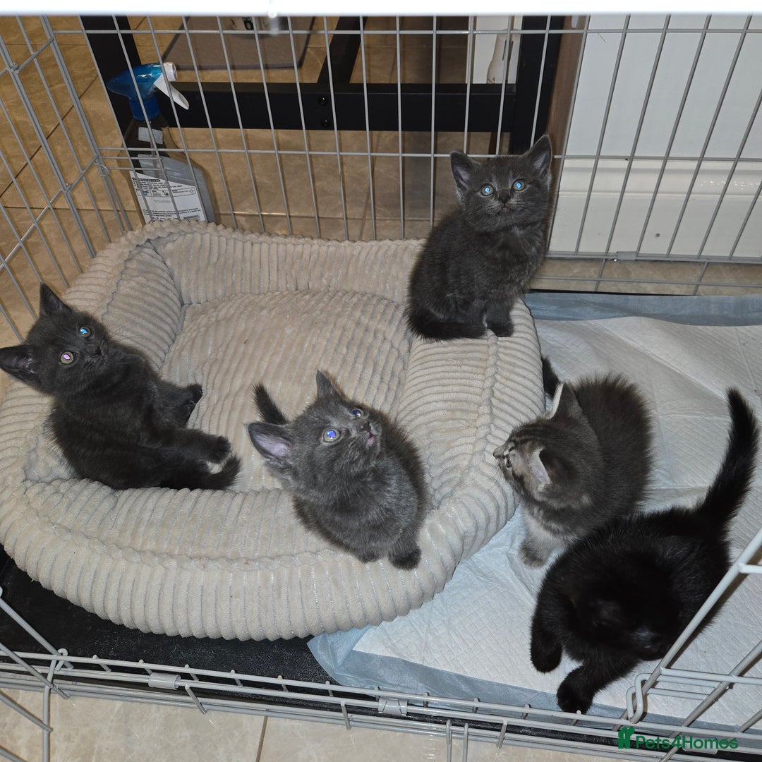 Mixed Breed cats for sale: Kittens  - Image 1