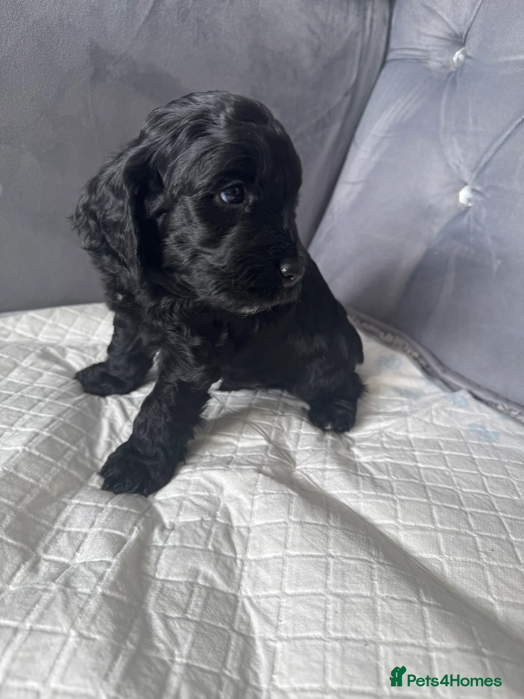Cockapoo dogs for sale: F2 cockapoo puppies  - Advert 2
