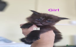 Maine Coon cats for sale: Absolutelly gorgeous kittens  - Image 5