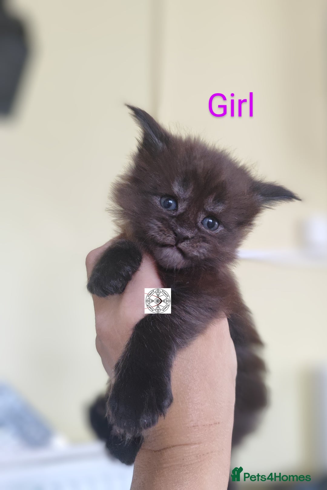 Maine Coon cats for sale: Absolutelly gorgeous kittens  - Image 5