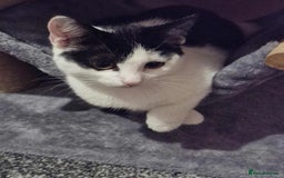 Mixed Breed cats for sale: £15 Female kitten  - Image 5