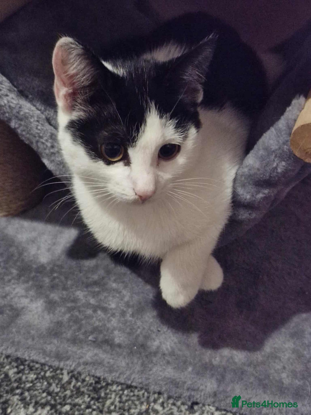 Mixed Breed cats for sale: £15 Female kitten  - Image 5