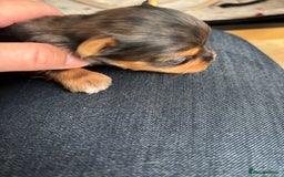 Yorkshire Terrier dogs for sale: Yorkshire terriers - Image 16