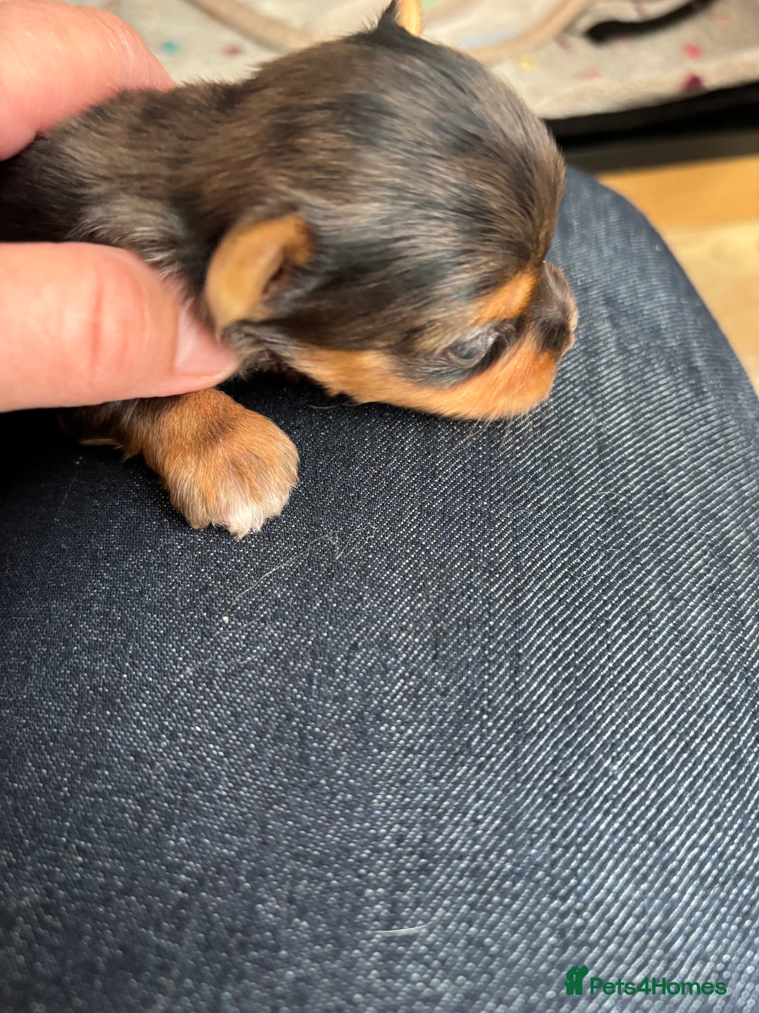 Yorkshire Terrier dogs for sale: Yorkshire terriers - Image 16