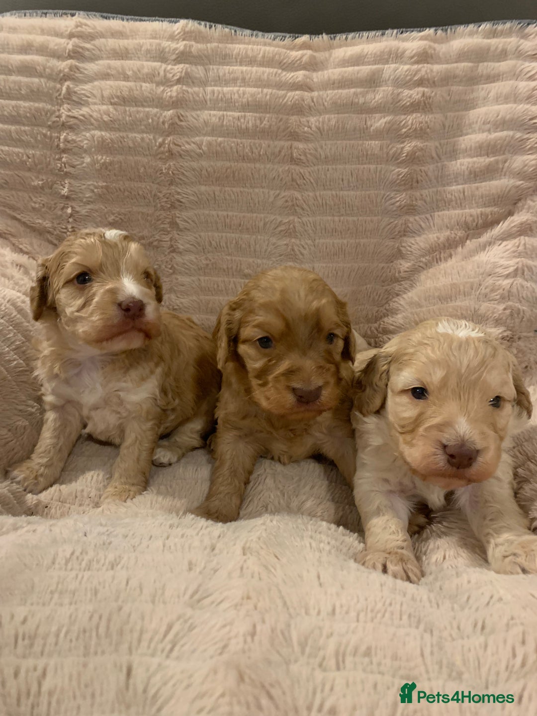 Cockapoo dogs for sale: F1 show type Cockapoo. Health tested parents - Advert 2