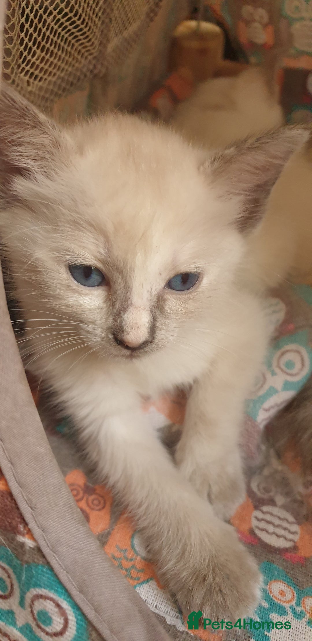 Ragamese cats for sale: Beautiful Ragamese Kittens  - Advert 29