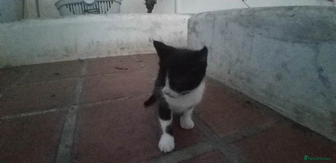 Mixed Breed cats for sale: black and white male kitten - Advert 3