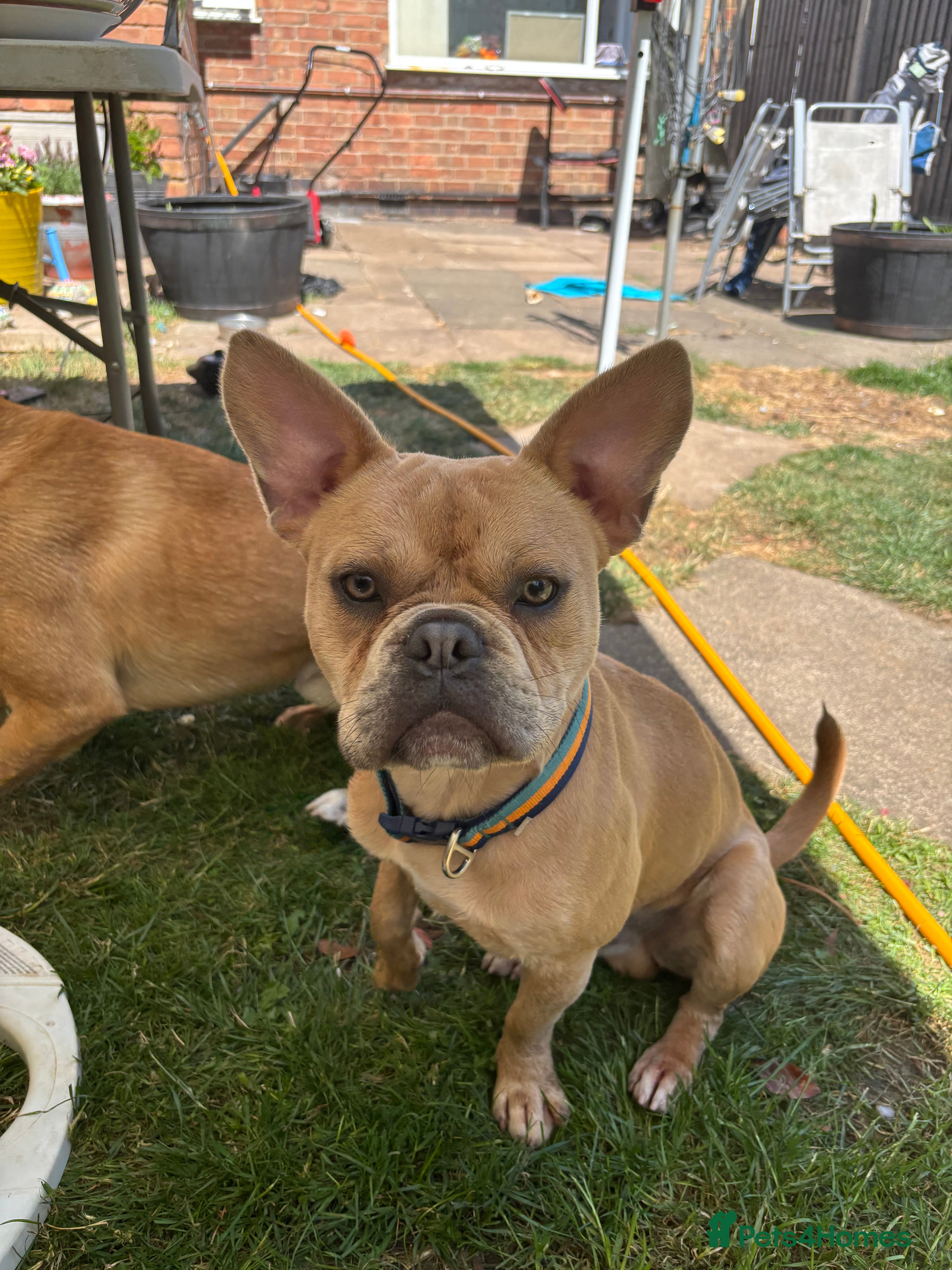 French Bulldog dogs Male Fenchie X Staffy - Advert 1