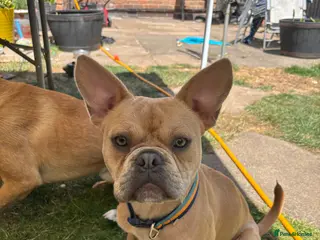 French Bulldog dogs Male Fenchie X Staffy - Advert 1