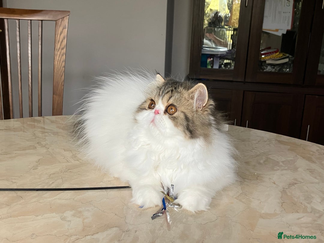Persian cats for sale: Pedigree Persian kitten for sale - Image 6