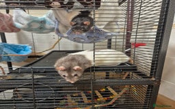 Rat rodents for sale: 2 male rats 1yr old with cage and accessories  - Image 7