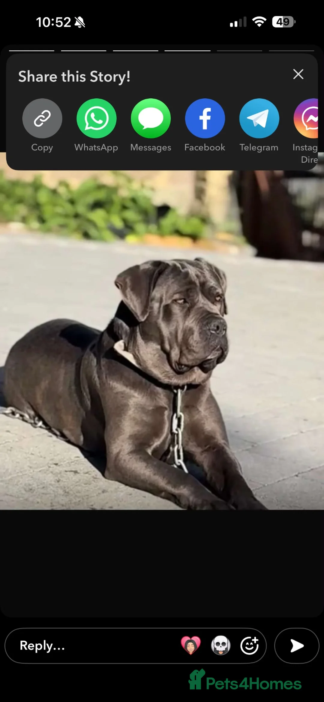 Cane Corso dogs for sale: 9 week old male cane corso  - Advert 3