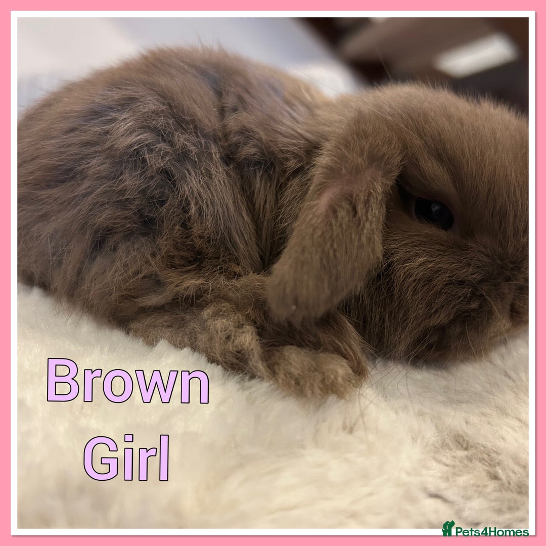 Mini Lop rabbits for sale: Pure Mini Lop Baby Rabbits  - Advert 7