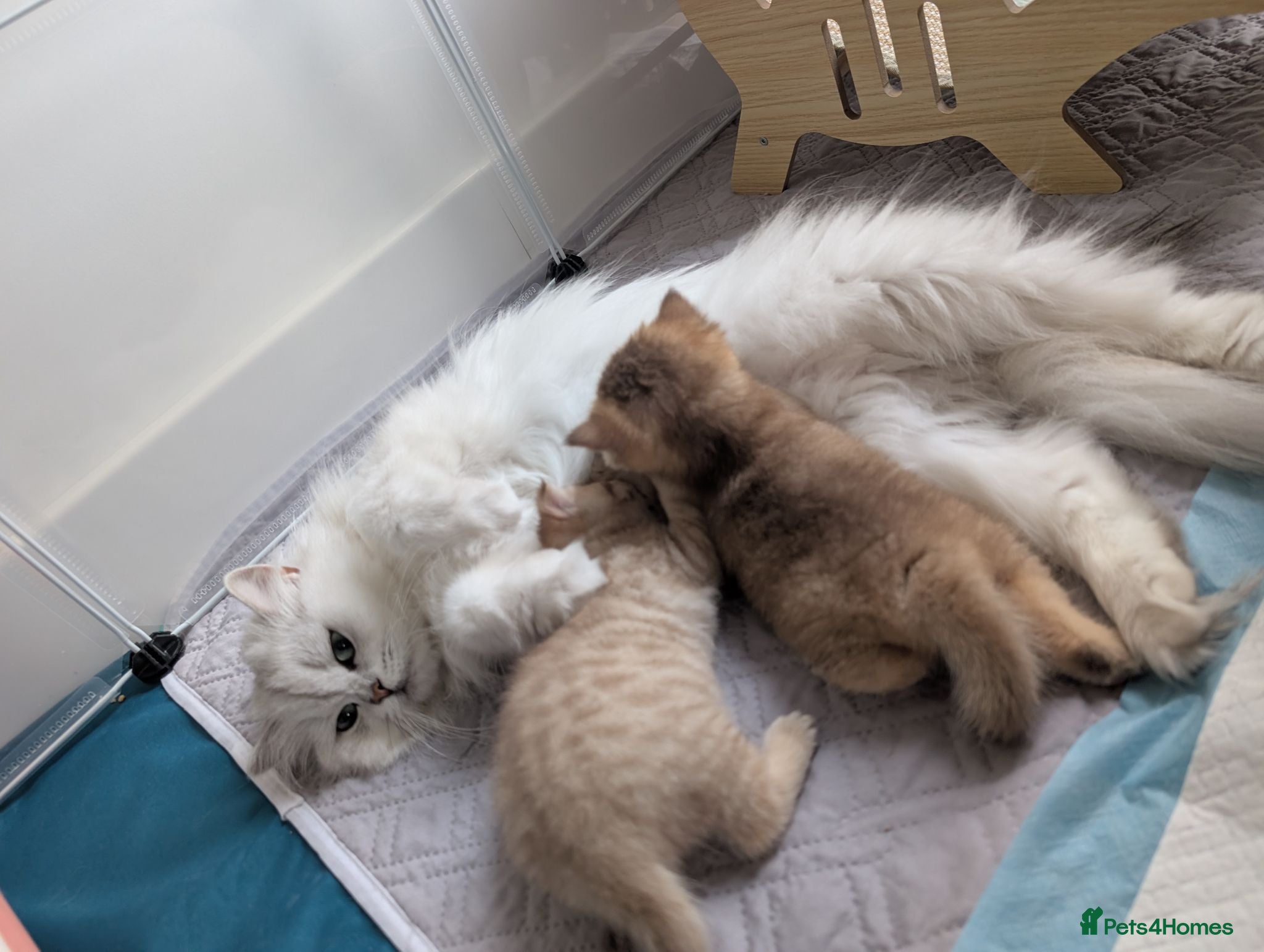 British Shorthair cats Two adorable little kittens 😍 - Advert 1