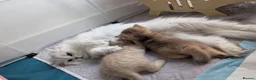 British Shorthair cats for sale: Two adorable little kittens 😍 - Advert 1