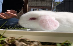 Mini Lop rabbits for sale: Baby Mini Lops - Image 1