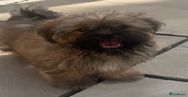 Shih Tzu dogs - Advert 14