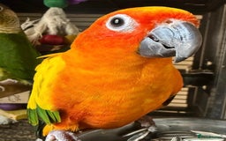 Conures birds for sale: Hand Reared Baby Sun & Yellow Sided  Conures  - Image 2