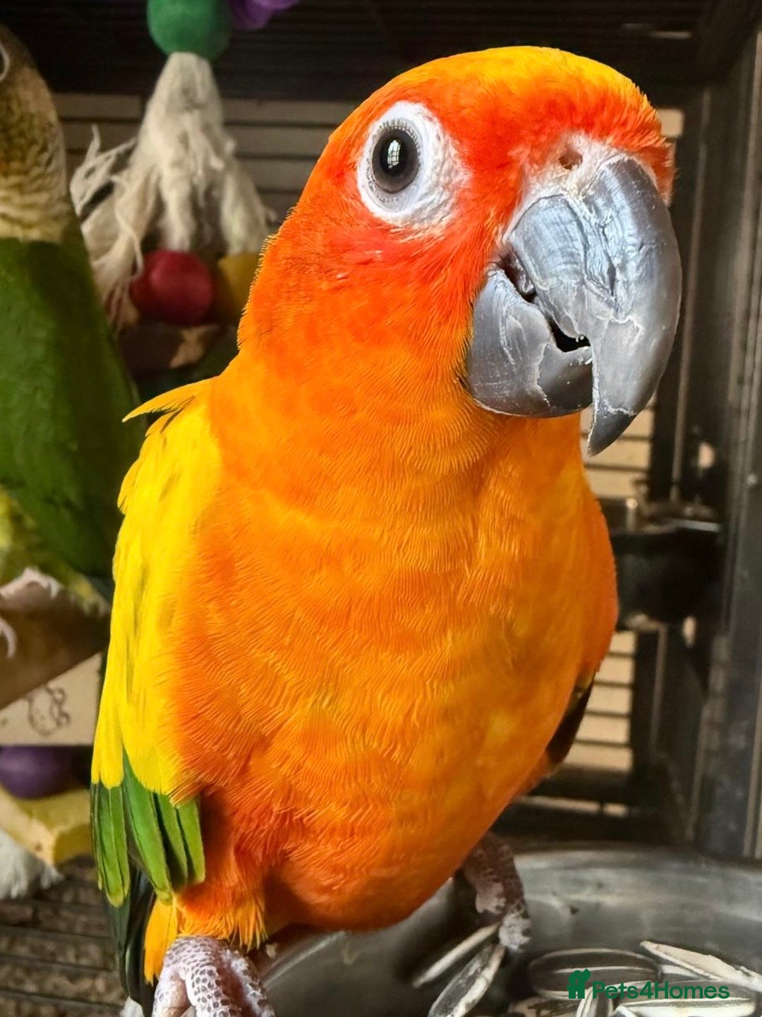 Conures birds for sale: Hand Reared Baby Sun & Yellow Sided  Conures  - Image 2