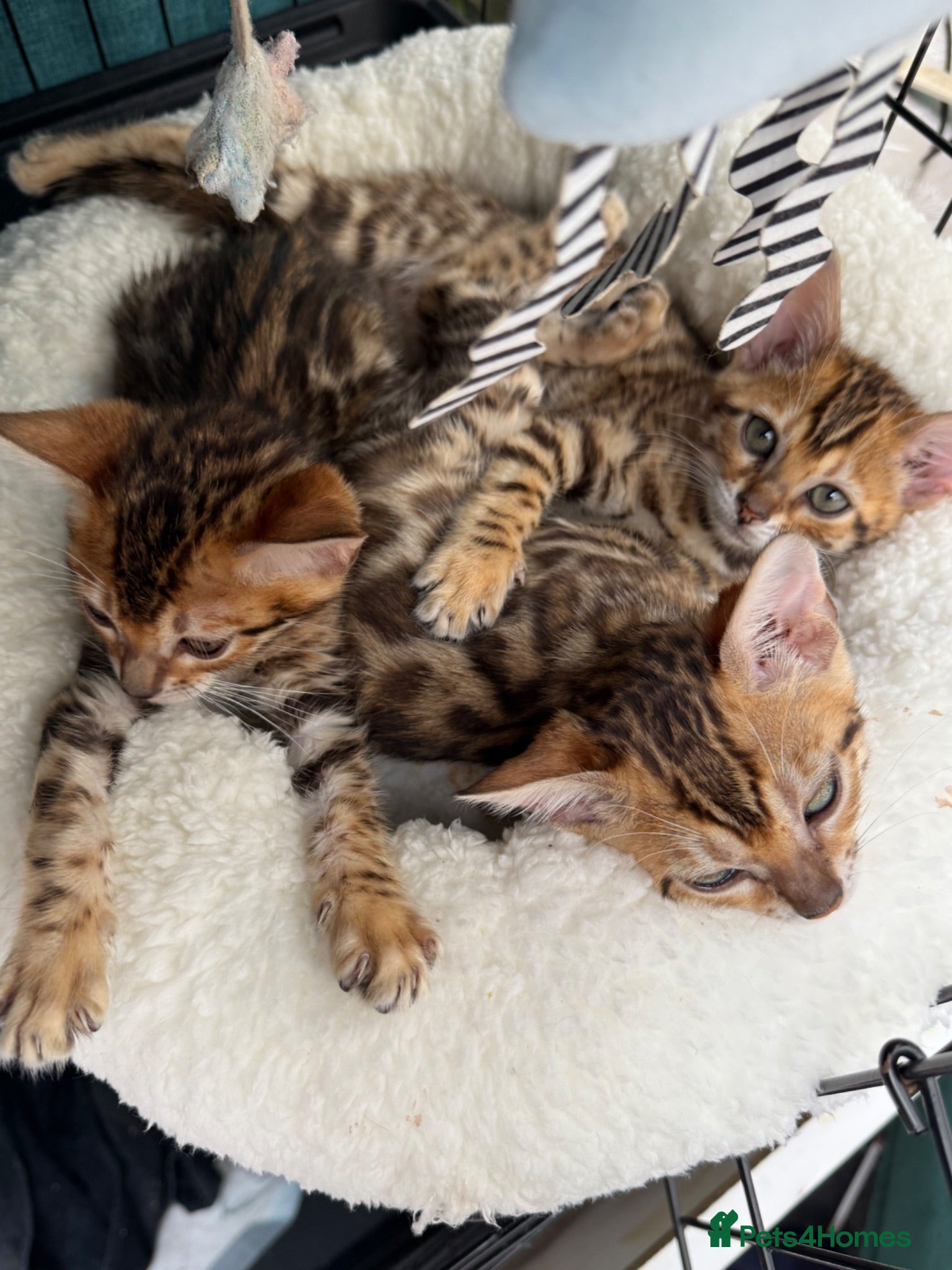 Bengal cats Stunning 🔥 TICA 🐾 Health Tested Bengal kittens - Advert 2