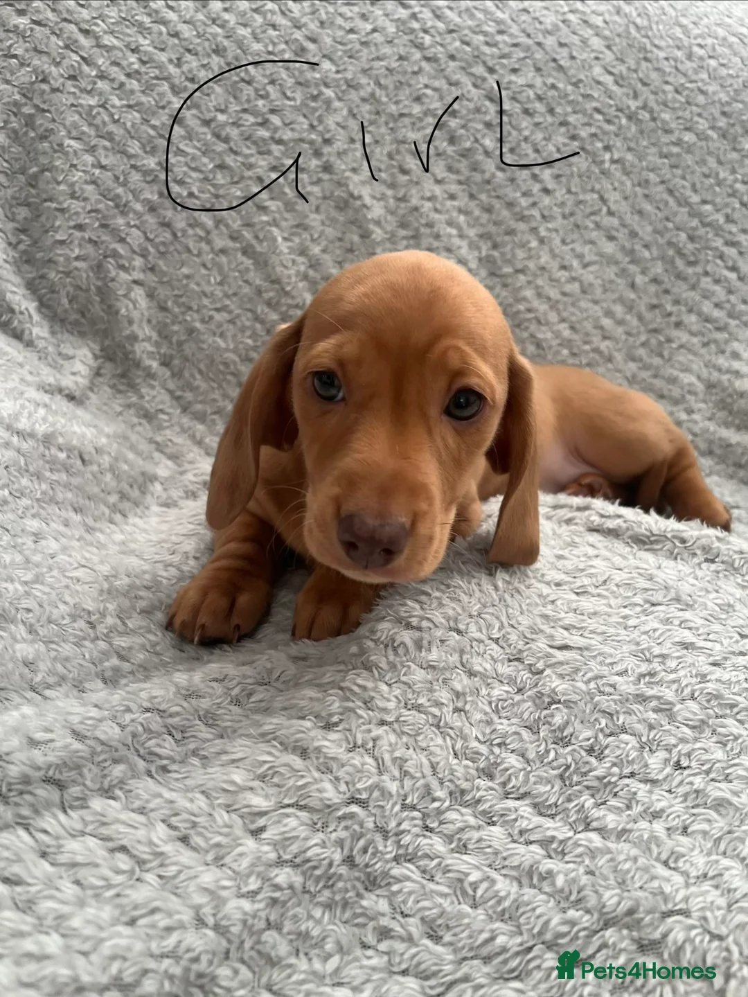 Dachshund dogs for sale: Beautiful smooth haired cream dachshunds (2 left)  - Advert 10