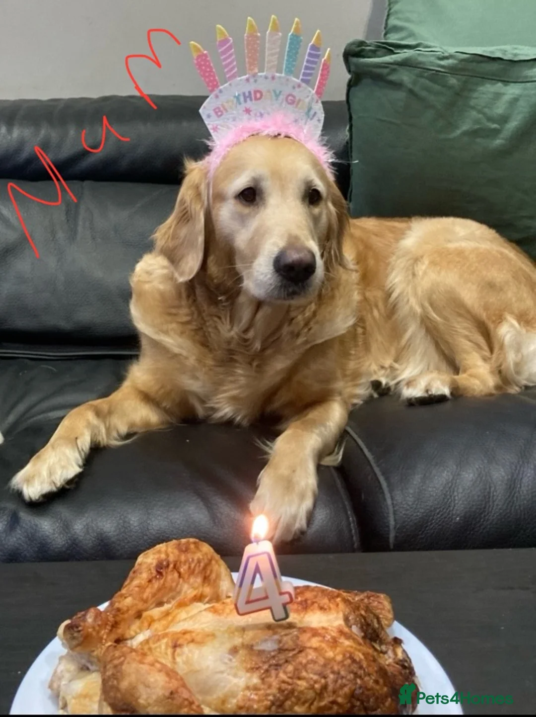 Golden Retriever dogs for sale: KC REGISTERED GOLDEN RETRIEVER PUPPY  - Advert 6