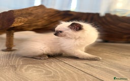 Ragdoll cats for sale: GCCF SEALPOINT RAGDOLL KITTENS - Image 16